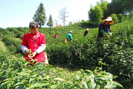 收入证明_茶农的收入